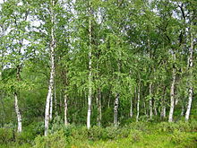 Betula Pendula